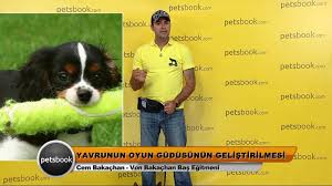 Yavru Kopek Ve Kediye Evde Nasil Bakarim