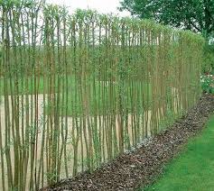 Weidenzaun Blog For Pinterest Outdoor Gardens Outdoor Garden Screening