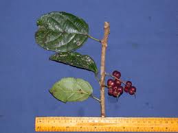 Image result for Alchornea hirtella