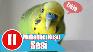 Budgerigar Sound Crow Youtube