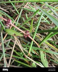 Image result for Ammannia baccifera