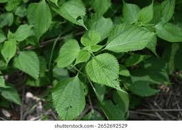 Image result for Boehmeria nivea