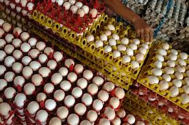Manfaat telur ayam kampung adalah untuk kesehatan otak, mata, jantung, kulit, liver, dll. Telur