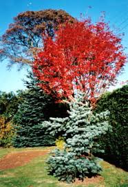 They are known for their disease resistance and will also thrive in urban areas. Bbc Gardening Blog Singing The Praises Of The Rowan Tree