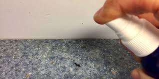 It happens each year, those tiny ants that pop up seasonally around kitchens, trashcans, pet food, even in dishwashers. Diy Natural Ant Killing Spray