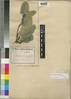 Image result for Multidentia crassa