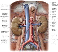 The input of the proposed method is the blood the anatomical labeling of blood vessel branches is performed by maximum a posteriori estimation. Arteries Veins Atlas Of Anatomy