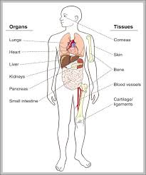 diagram body organs catalogue of schemas