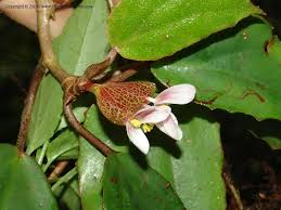 Image result for Begonia poculifera