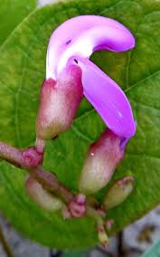 Image result for Canavalia