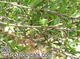 Image result for Schinus