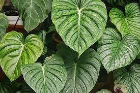 Maybe you would like to learn more about one of these? 7 Jenis Philodendron Yang Hits Dan Ramai Diburu Halaman All Kompas Com