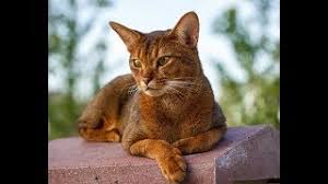 Gercek Kedi Sesi Kedinizi Cildirtin Cat Meow Sound Youtube