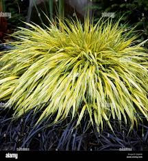 Image result for Bulbostylis macra