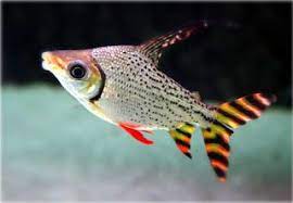 Ikan Feifeng Pemakan Lumut Terbaik