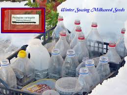 Winter Sowing Milkweed Seeds Part 1 Supply Checklist Milkweed Seeds Milkweed Monarch Butterfly Garden