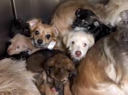 The aspca's wonderful adoptable dogs and cats are waiting for you right now! A Few Days After Being Surrendered To Police These Fontana Dogs Are Finding New Homes San Bernardino Sun