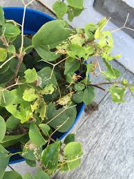 Bougainvillea is a genus of flowering plants.it is often grown as gardening plant in warm climate. Something Is Eating My Plants Leaves 292796 Ask Extension