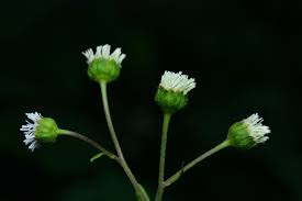 Image result for Adenostemma