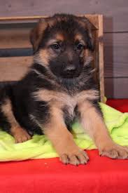 Beautiful males & females german shepherd puppies call or text @: German Shepherd Puppies For Sale Near Me