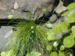 Image result for Eleocharis retroflexa