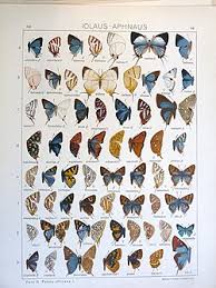 Image result for Englerina woodfordioides