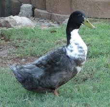 Solid black, solid blue and blue flecked with black spots. Blue Swedish Ducks For Sale Ducklings Duck Breeds Duck And Ducklings