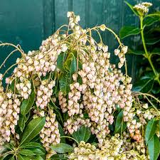 Image result for Pieris japonský obrázek