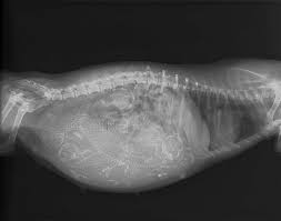 Dog pregnancy week by week with images and symptoms ! How Long Are Dogs Pregnant Labour Gestation Period