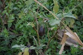 Image result for Solanum schumannianum