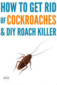 Get rid with diy pest control and buy now! 13 How To Get Rid Of Cockroaches Fast At Natural Home Remedies Ideas Cockroaches Natural Home Remedies How To Get Rid