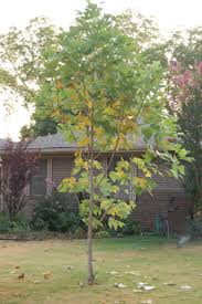 Verticillium wilt often causes tree. Tulip Poplar Disease