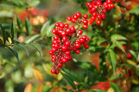 Red berries you might see on the prairies and a quick visual of whether or not they're edible. The Most Popular Drought Tolerant Shrubs