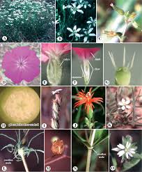 Image result for Halopyrum mucronatum