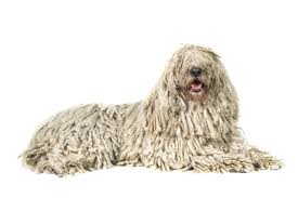Image result for Komondor