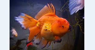 We did not find results for: 8 Jenis Ikan Mas Koki Paling Populer Di Indonesia