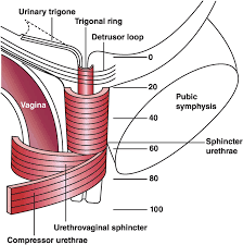 Female urethra is the canal through which urine is passed in females. The Assessment Of Urethral Function Chapter 10 Manual Of Urodynamics For Gynaecologists
