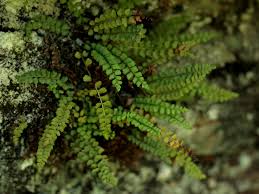 Image result for Asplenium musiraense
