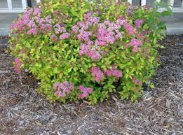 How To Rejuvenate Prune Spirea Shrubs Spirea Shrub Pruning Spirea Garden Shrubs
