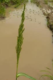 Image result for Echinochloa pyramidalis