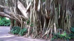 Maybe you would like to learn more about one of these? Amazing Banyan Tree At Cypress Gardens Legoland Florida Youtube