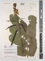 Image result for Senna sophera