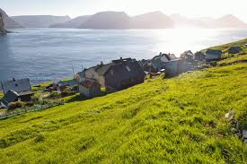 Image result for Tragia kirkiana