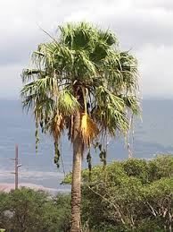 Image result for Washingtonia