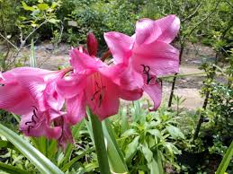 Image result for Crinum crassicaule