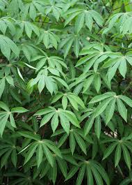 Image result for Manihot esculenta