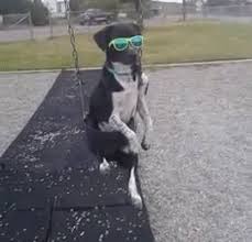 Make your own images with our meme generator or animated gif maker. Dog Porte Gif On Gifer By Meztizil