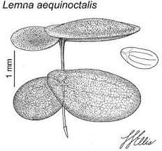 Image result for Lemna aequinoctialis