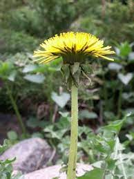 Pin On Best Herbs And Spices