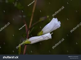 Image result for Ipomoea stolonifera